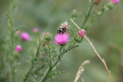 Close-up of bee pollinating on pink flower