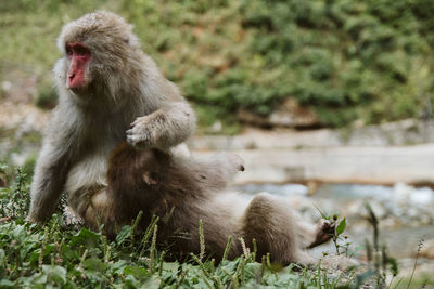 Monkey in the lake