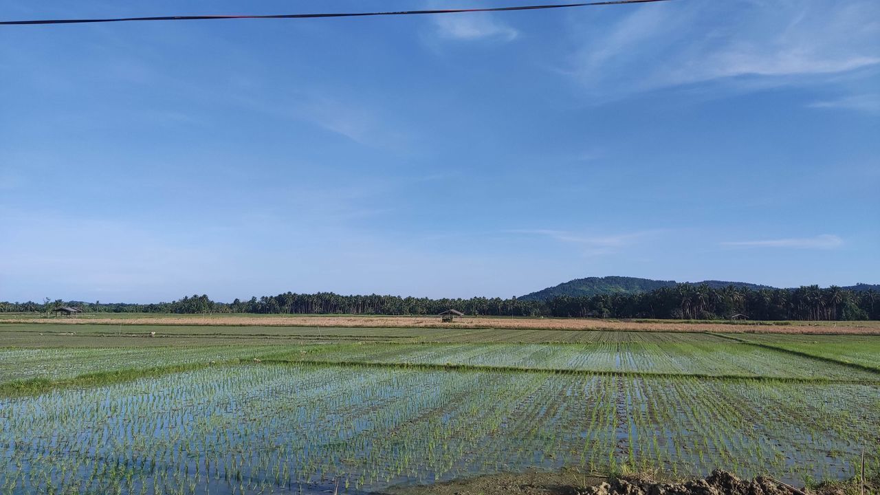 landscape, agriculture, sky, environment, field, plain, rural scene, plant, land, crop, nature, farm, growth, prairie, food and drink, rural area, horizon, grassland, scenics - nature, food, paddy field, no people, grass, beauty in nature, cloud, tranquility, day, blue, vegetable, cereal plant, tranquil scene, outdoors, marsh, rice, irrigation equipment, green, water, tree, rice paddy, meadow, soil, freshness