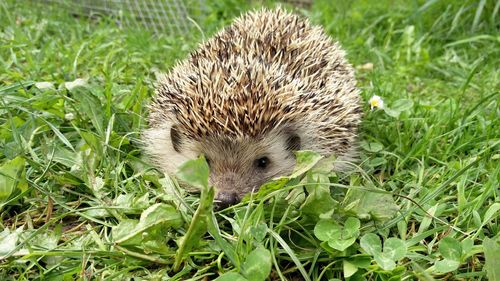 Close-up of hedgehog on green grass