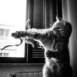 Close-up of cat sitting on window sill