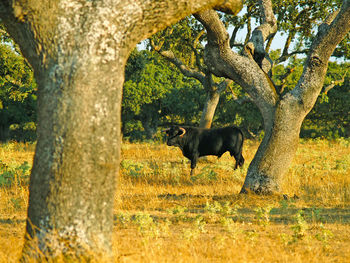 Horses on tree