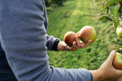 Hand harvesting apples from tree