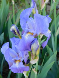 Close-up of purple iris flower on field