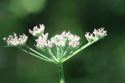 Close-up of purple flowering plant