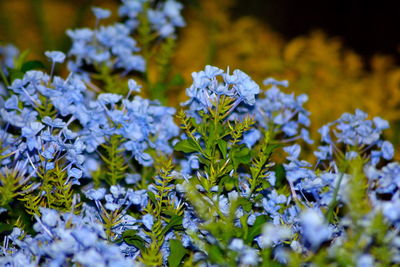 Close-up of purple flowers