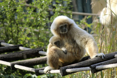 Gibbon and gibbon baby sitting on a bridge