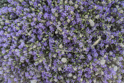 Close-up of purple flowering plants