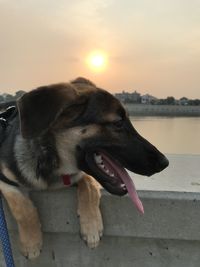 Close-up of a dog looking away