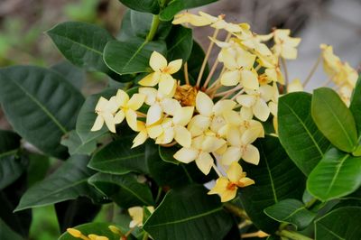 Close-up of white flowers blooming outdoors