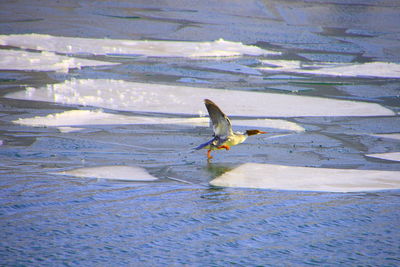 Bird perching on shore against sky