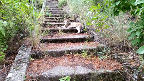 Steps leading to staircase
