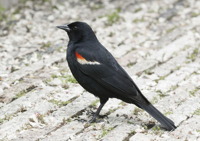 Close-up of bird perching on ground