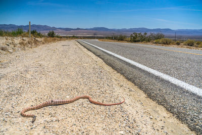 View of lizard on road