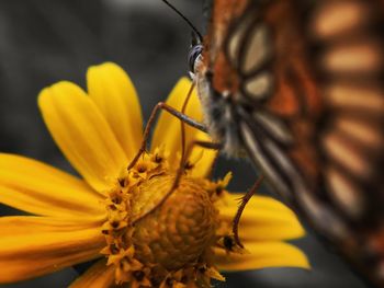 Close-up of butterfly pollinating flower