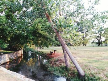 Trees in park