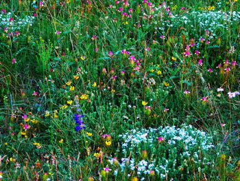 Close-up of purple flowers blooming in field