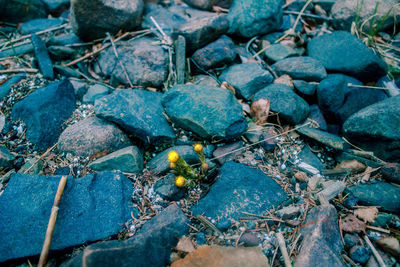 High angle view of flower and rock at field