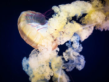 Close-up of jellyfish swimming in sea