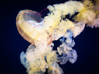 Close-up of jellyfish swimming in sea