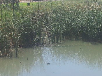 Reflection of trees in water