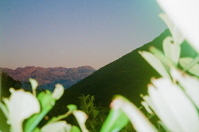 Close-up of plants against clear sky