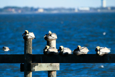 Seagulls perching on wooden post by sea against sky