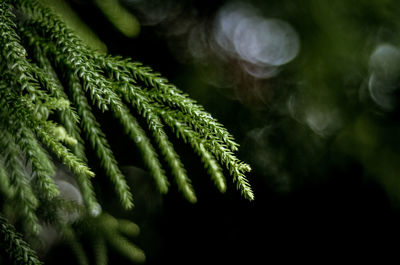 Close-up of green leaf