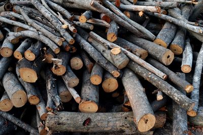 Full frame shot of logs in forest