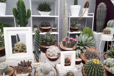 High angle view of potted plants on table