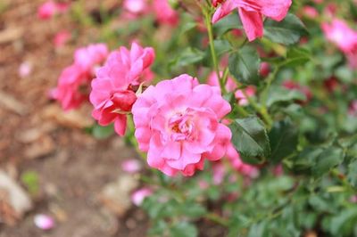 Close-up of pink flower