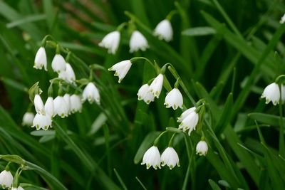 Close-up of white flowers blooming in field