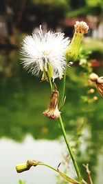 Close-up of white wildflowers