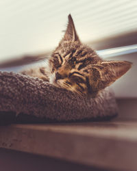 Close-up of a cat sleeping