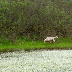 Sheep in a field