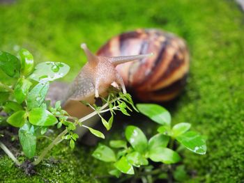 Close-up of snail on plant