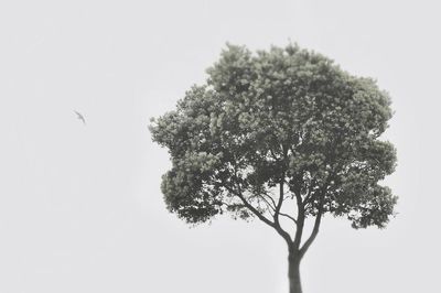 Lone tree against clear sky