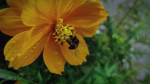 Close-up of bee pollinating on yellow flower