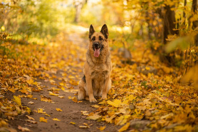 Dog in autumn. happy east european shepherd dog breed against maple leaves. fall season.