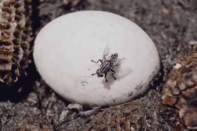 Close-up of insect on rock