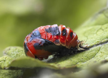 Close-up of ladybug