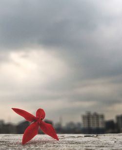 Close-up of red flower against sky