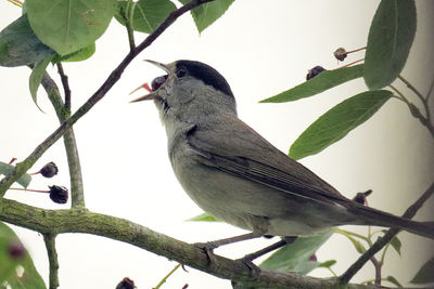 Close-up of bird perching on branch