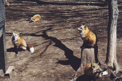 Close-up of sheep on tree