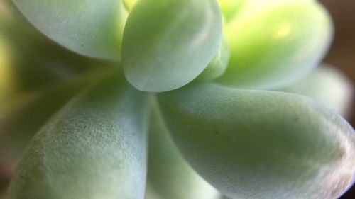 Close-up of succulent plant