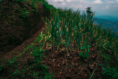 Close-up of plants growing on field