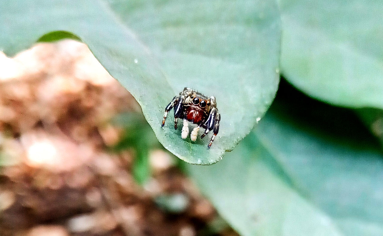 CLOSE-UP OF INSECT ON PLANT