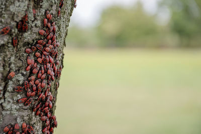 Close-up of plant growing on tree trunk