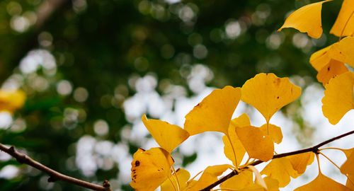 Close-up of yellow flower