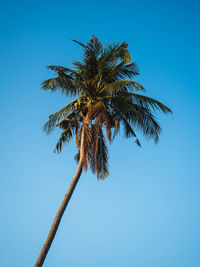 palm tree